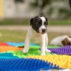 Masážní podložka Ortek Puzzle 14 prvků + 8 trojúhelníků Fyzioterapie psů